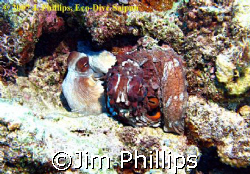 Common Reef Octopus (Octopus cyanea), mating pair, taken ... by Jim Phillips 